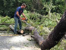 Best Tree Mulching  in Red Oak, NC